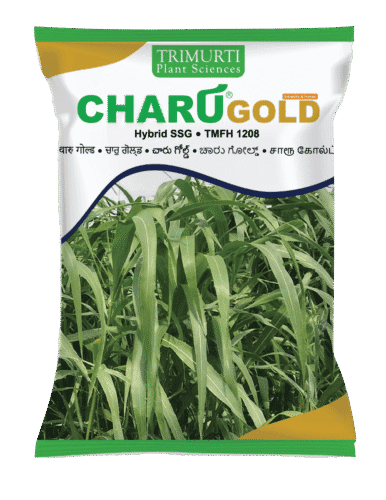 Charu Gold (TMFH 1208)