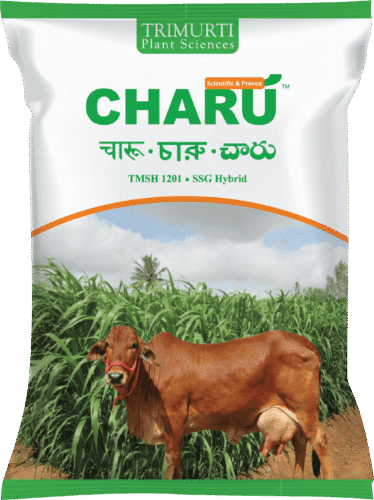 Charu (TMSH 1201)