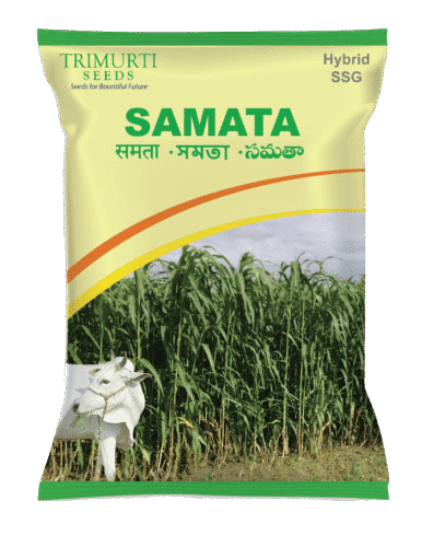 Samata (TMFH 3211)