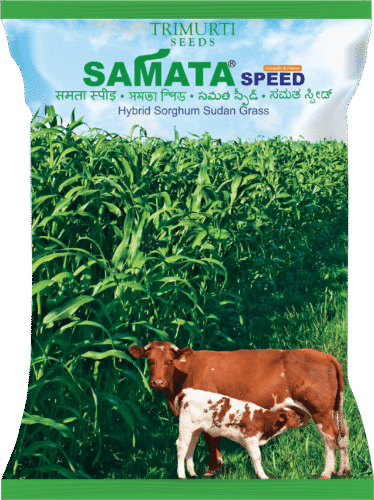 Samata Speed (TMFH 3206)