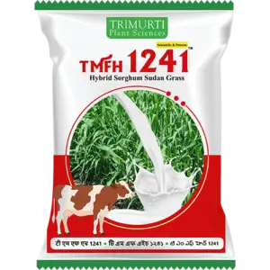 TMFH 1241